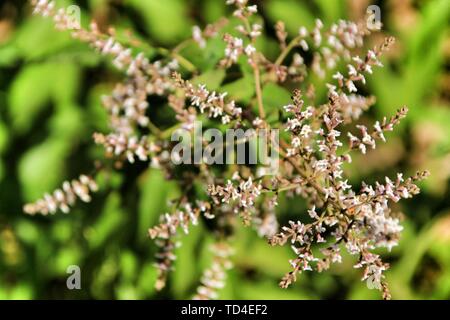 Beautiful Aloysia Citrodora plant in the garden in Spring Stock Photo