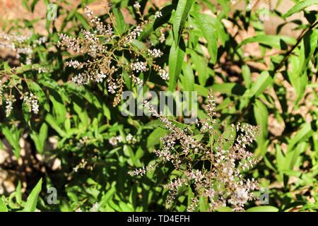 Beautiful Aloysia Citrodora plant in the garden in Spring Stock Photo