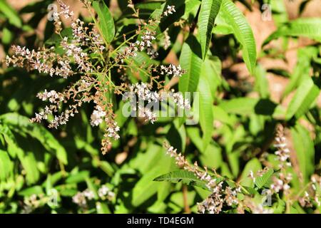 Beautiful Aloysia Citrodora plant in the garden in Spring Stock Photo