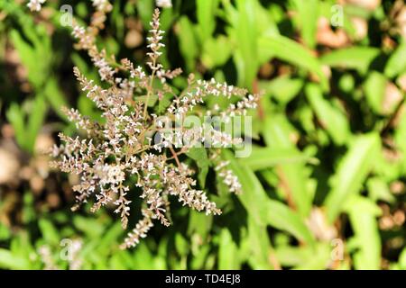 Beautiful Aloysia Citrodora plant in the garden in Spring Stock Photo