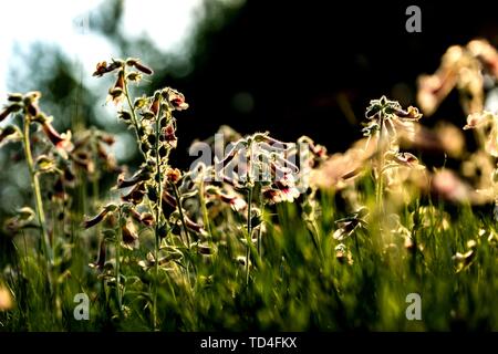 Rehmannia raw medicinal material Stock Photo