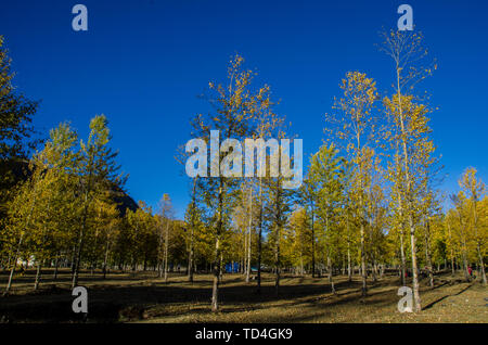 Autumn in western Sichuan, the world of light and shadow of Xindu Bridge
