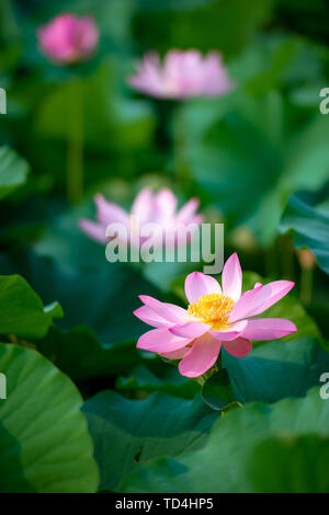 Four lotus flowers reflected in the lotus leaves in the Stock Photo