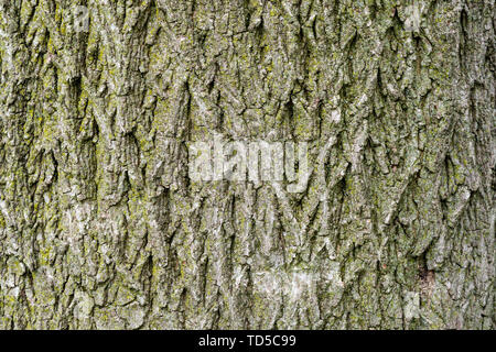 Seamless tree bark background Stock Photo