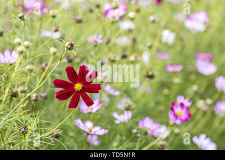 red cosmos aster flower blooming in spring field, closeup view. blurred background Stock Photo