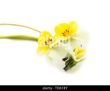 Little wild pansies, isolated on white Stock Photo