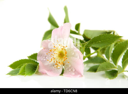 Hip rose flower, isolated on white Stock Photo