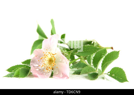 Hip rose flower, isolated on white Stock Photo