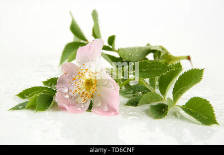 Hip rose flower, isolated on white Stock Photo