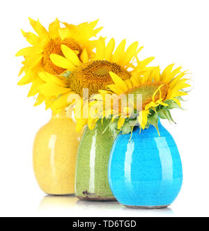 Beautiful sunflowers in color vases, isolated on white Stock Photo