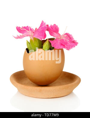 Flowers growing from egg shell, isolated on white Stock Photo