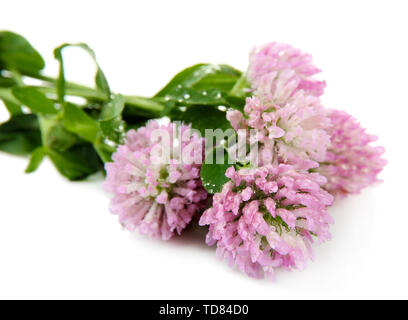 Clover flowers isolated on white Stock Photo