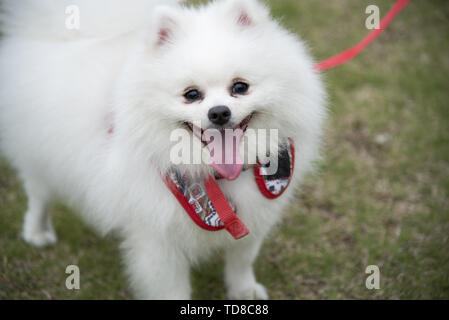 A white fox dog looks at you with a lovely look. Stock Photo