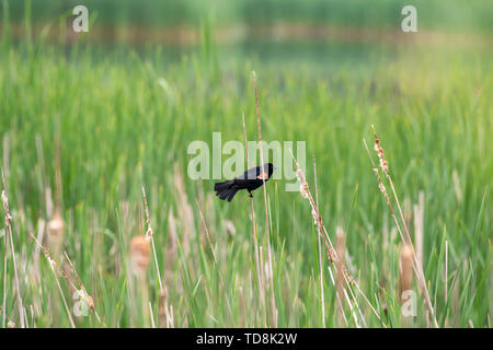 Red winged blackbird sitting on a cattail in a marsh; Dawley Conservancy, Fitchburg, Wisconsin, USA Stock Photo