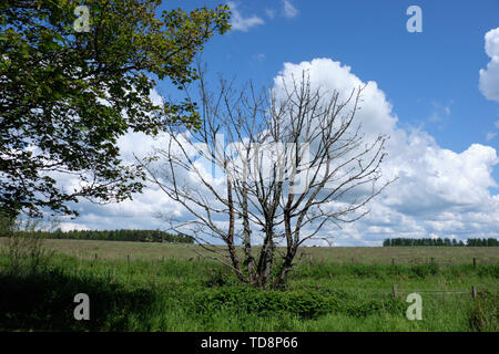 Scottish Woodland Paths through the Forrest Trails and a dead tree looking over the Ayrshire fields Stock Photo