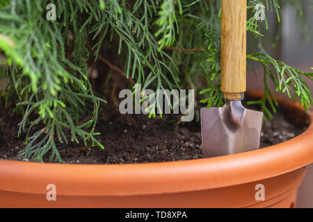 Thuja in a terracotta clay pot in the garden and a small shovel Stock Photo