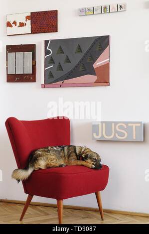 Small dog lying on red armchair in living room with wall art   UK & IRISH USE ONLY Stock Photo