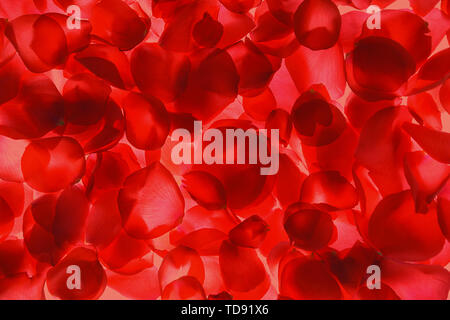 Red rose petals pattern on coral background, isolated. Stock Photo