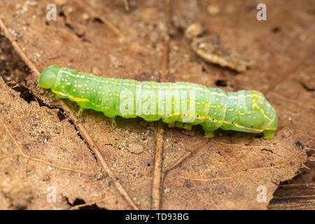 A Copper Underwing (Amphipyra pyramidoides) moth caterpillar (larva) crawls among leaves on the forest floor.
