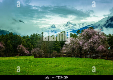 Tibetan Nyingzhi peach blossoms bloom in March Stock Photo