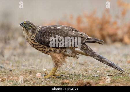 Young northern goshawk, Accipiter gentilis, perched on the ground. Spain Stock Photo