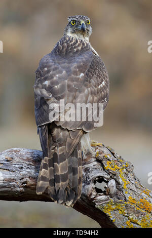 Young northern Goshawk, Accipiter gentilis, perched on its perch. Spain Stock Photo