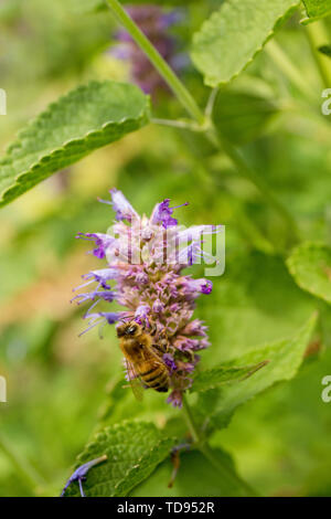 Honeybee pollinating a Purple Licorice hyssop, or Anise hyssop or Licorice mint (Agastache foeniculum) in a garden in Maple Valley, Washington, USA.   Stock Photo