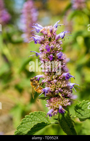 Honeybee pollinating a Purple Licorice hyssop, or Anise hyssop or Licorice mint (Agastache foeniculum) in a garden in Maple Valley, Washington, USA.   Stock Photo