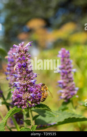 Honeybee pollinating a Purple Licorice hyssop, or Anise hyssop or Licorice mint (Agastache foeniculum) in a garden in Maple Valley, Washington, USA.   Stock Photo