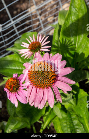 Pink Echinacea, commonly called purple coneflowers, growing in a garden in Maple Valley, Washington, USA.  Echinacea is a genus, or group of herbaceou Stock Photo
