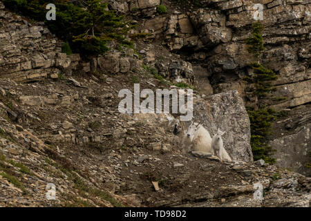 White goat look in camera on grass background Stock Photo - Alamy