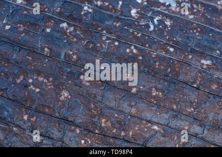 Black Charred Burned Wood Background Texture Stock Photo