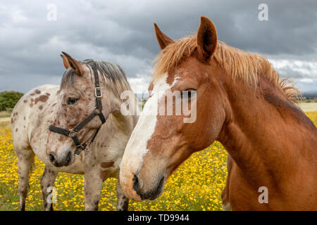 Two beautiful horses in the meadow Stock Photo
