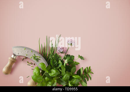 Assortment of leafy green aromatic potherbs and chive flowers with a mezzaluna knife on a red pink background with copy space placed to the bottom cor Stock Photo
