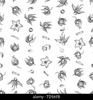 Ashwagandha seamless pattern hand drawn with berries, lives and branch in black color on white background. Retro vintage graphic design Botanical Stock Vector