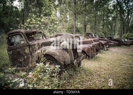 Roadside rusted old Ford trucks and cars in Florida Stock Photo