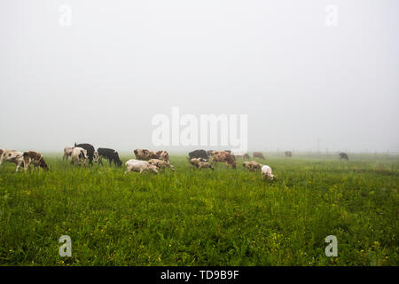 The pastoral scenery of the Sino-Russian border Stock Photo