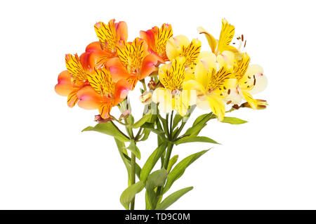 Orange and yellow alstroemeria flowers isolated against white Stock Photo