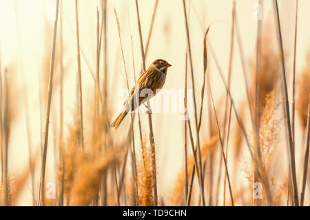 Common reed bunting (Emberiza schoeniclus) sitting on reed Stock Photo