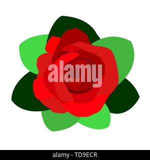 Deep red, ruby rose flower with green leaves, sketch style vector illustration isolated on white background. Realistic hand drawing of open red rose Stock Vector