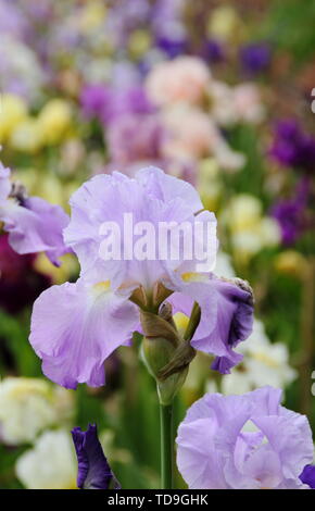 Mixed display of tall bearded irisies in a garden border - May Stock Photo