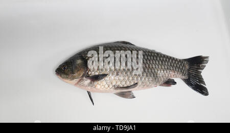 Biological research crucian carp Stock Photo