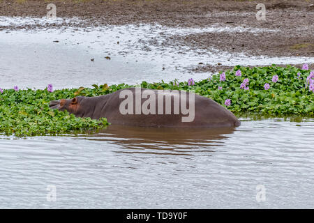 A hippopotamus sleeping between water hyacinth in the Letaba River in the Limpopo Province of South Africa Stock Photo