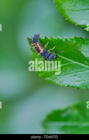 macro of ladybug larva on a green rose leaf, vertical color picture Stock Photo