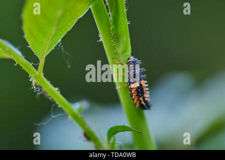 macro of ladybug larva on a green rose branch Stock Photo