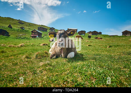 A baby cow is sitting on the grass and posing in fromt of traditional wooden plateau houses. Taken at Sal Plateau, highlands of northeastern Turkey. Stock Photo