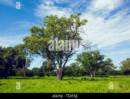 Africa, Zimbabwe, animals, nature pristine, Zambezi river, panorama, night view, starry sky, bonfire, burning clouds, aerial photography, mana photography, forest, sunset, silhouette, adventure, adventure Stock Photo