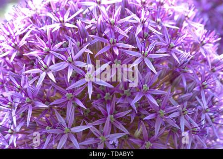 Schleswig, Deutschland. 02nd June, 2019. 02.06.2019, Close-up of the blood globe of a garlic, giant Allium Globemaster in a bed in Schleswig. Order: Asparagales (Asparagales), Family: Amaryllis waxes (Amaryllidaceae), Subfamily: Allium leeks (Allioideae), Tribus: Allieae, Genus: Allium, Species: Giant leeks Credit: dpa/Alamy Live News Stock Photo