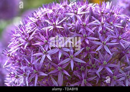 Schleswig, Deutschland. 02nd June, 2019. 02.06.2019, Close-up of the blood globe of a garlic, giant Allium Globemaster in a bed in Schleswig. Order: Asparagales (Asparagales), Family: Amaryllis waxes (Amaryllidaceae), Subfamily: Allium leeks (Allioideae), Tribus: Allieae, Genus: Allium, Species: Giant leeks Credit: dpa/Alamy Live News Stock Photo
