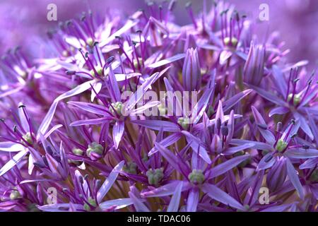 Schleswig, Deutschland. 02nd June, 2019. 02.06.2019, Close-up of the blood globe of a garlic, giant Allium Globemaster in a bed in Schleswig. Order: Asparagales (Asparagales), Family: Amaryllis waxes (Amaryllidaceae), Subfamily: Allium leeks (Allioideae), Tribus: Allieae, Genus: Allium, Species: Giant leeks Credit: dpa/Alamy Live News Stock Photo